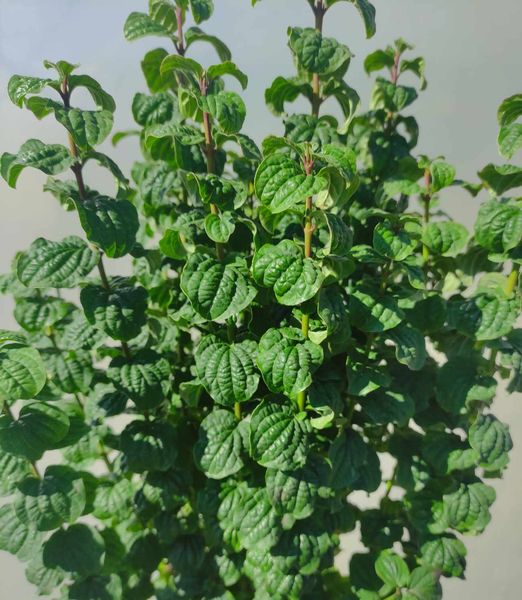 Cornus sanguinea 'Compressa'100cm kmienok 